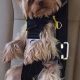 Dog Seat Belt Laws: Must Dogs Be Buckled Up? | My Caring Dog – Tips, Stories, and Care Guides for Loving Pet Owners