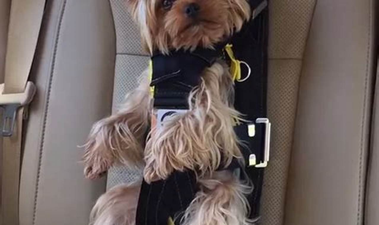 Dog Seat Belt Laws: Must Dogs Be Buckled Up? | My Caring Dog – Tips, Stories, and Care Guides for Loving Pet Owners