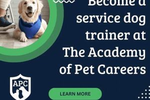 Service Dog Trainer Career | My Caring Dog – Tips, Stories, and Care Guides for Loving Pet Owners