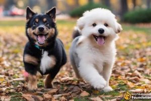 Top Dogds Accessories for Your Car | My Caring Dog – Tips, Stories, and Care Guides for Loving Pet Owners