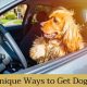 Easy Ways to Get Dog Hair Out of Your Car Fast | My Caring Dog – Tips, Stories, and Care Guides for Loving Pet Owners