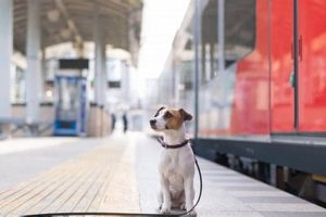 Trains Dogs | My Caring Dog – Tips, Stories, and Care Guides for Loving Pet Owners