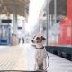 Trains Dogs | My Caring Dog – Tips, Stories, and Care Guides for Loving Pet Owners