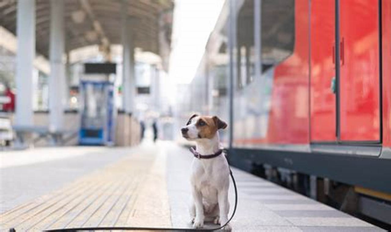 Trains Dogs | My Caring Dog – Tips, Stories, and Care Guides for Loving Pet Owners