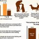 Top Dog Care & Training Facts Revealed! | My Caring Dog – Tips, Stories, and Care Guides for Loving Pet Owners