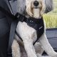 Top Crash Tested Dog Car Seat Belts for Safe Travels | My Caring Dog – Tips, Stories, and Care Guides for Loving Pet Owners