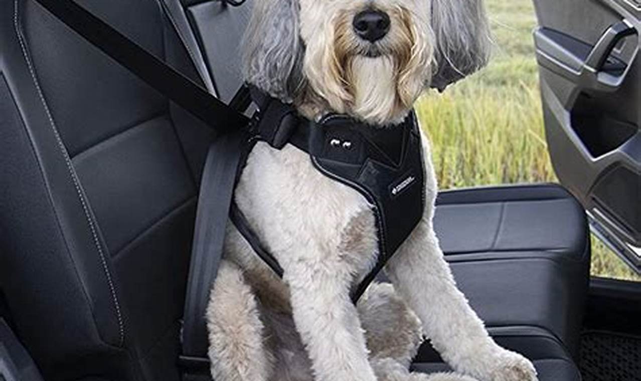 Top Crash Tested Dog Car Seat Belts for Safe Travels | My Caring Dog – Tips, Stories, and Care Guides for Loving Pet Owners