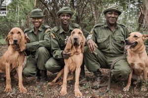 Canine Heroes | My Caring Dog – Tips, Stories, and Care Guides for Loving Pet Owners