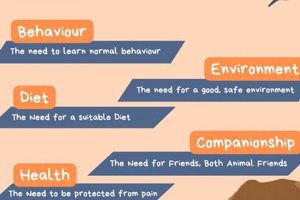 Essential Car Dog Needs: Travel Guide | My Caring Dog – Tips, Stories, and Care Guides for Loving Pet Owners