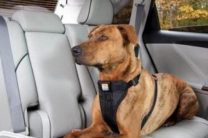 Best Kurgo Tru-Fit Enhanced Strength Dog Car Harness | My Caring Dog – Tips, Stories, and Care Guides for Loving Pet Owners
