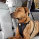 Best Kurgo Tru-Fit Enhanced Strength Dog Car Harness | My Caring Dog – Tips, Stories, and Care Guides for Loving Pet Owners