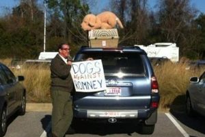 Mitt Romney Dog Car | My Caring Dog – Tips, Stories, and Care Guides for Loving Pet Owners