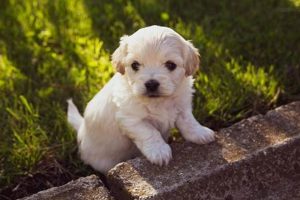 Best Canine Dog Puppy Gear for Car Travel | My Caring Dog – Tips, Stories, and Care Guides for Loving Pet Owners