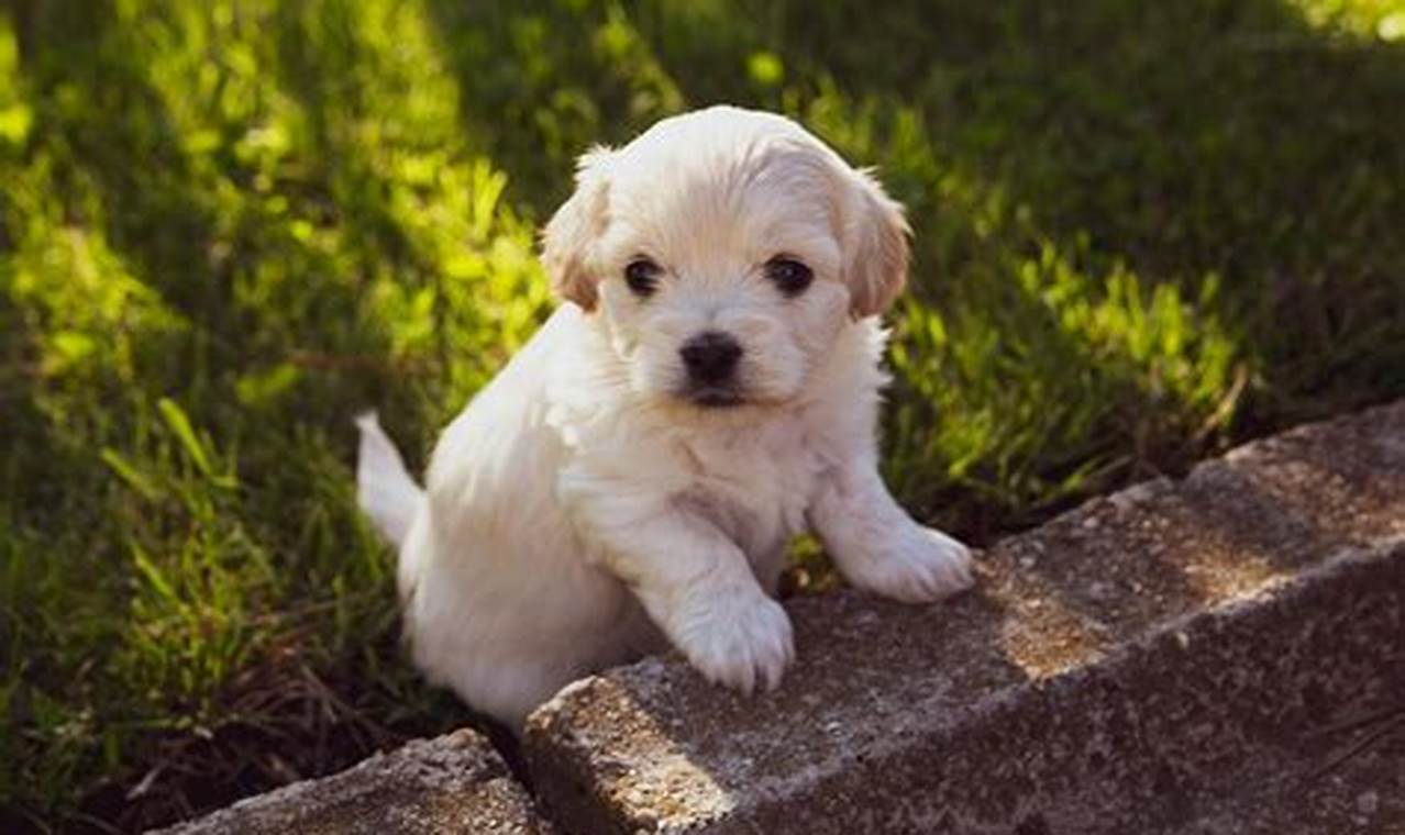 Best Canine Dog Puppy Gear for Car Travel | My Caring Dog – Tips, Stories, and Care Guides for Loving Pet Owners