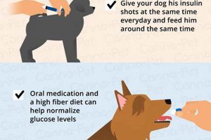 Expert Diabetic Dog Care Guide: Tips & Tricks | My Caring Dog – Tips, Stories, and Care Guides for Loving Pet Owners