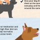 Expert Diabetic Dog Care Guide: Tips & Tricks | My Caring Dog – Tips, Stories, and Care Guides for Loving Pet Owners