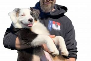 Top NC K9 LLCs: Car Dog Training & Services | My Caring Dog – Tips, Stories, and Care Guides for Loving Pet Owners