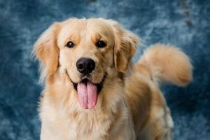 Best Dog Breeds for Pets: A Guide | My Caring Dog – Tips, Stories, and Care Guides for Loving Pet Owners