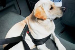 Dog Seat Belts: Keeping Pets Safe In Cars | My Caring Dog – Tips, Stories, and Care Guides for Loving Pet Owners