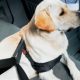 Dog Seat Belts: Keeping Pets Safe In Cars | My Caring Dog – Tips, Stories, and Care Guides for Loving Pet Owners
