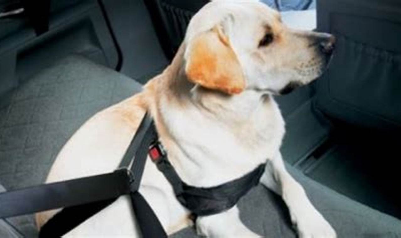 Dog Seat Belts: Keeping Pets Safe In Cars | My Caring Dog – Tips, Stories, and Care Guides for Loving Pet Owners