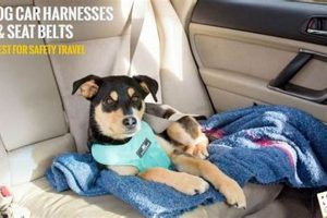 Top 5: Best Dog Car Harness Review & Guide | My Caring Dog – Tips, Stories, and Care Guides for Loving Pet Owners
