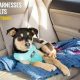 Top 5: Best Dog Car Harness Review & Guide | My Caring Dog – Tips, Stories, and Care Guides for Loving Pet Owners