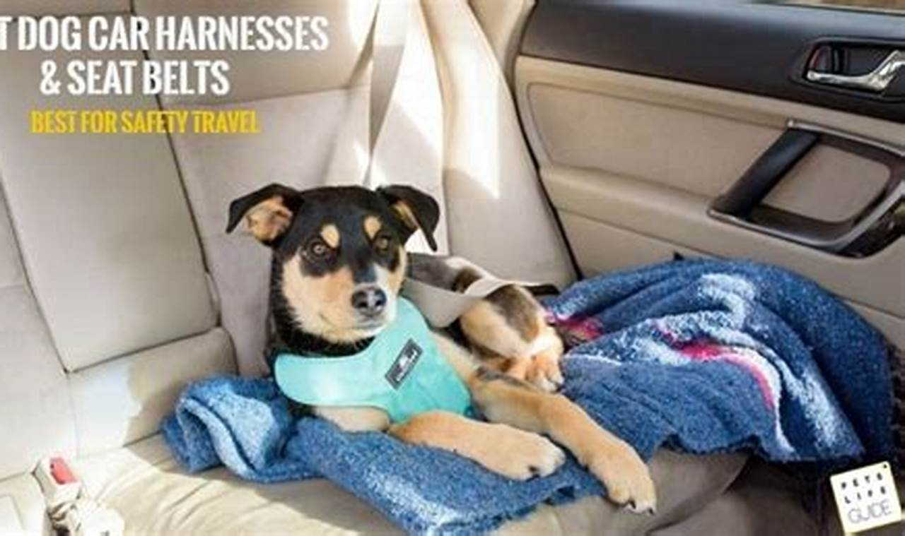 Top 5: Best Dog Car Harness Review & Guide | My Caring Dog – Tips, Stories, and Care Guides for Loving Pet Owners