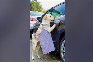 Funny Dog Car Wash Videos on YouTube & More | My Caring Dog – Tips, Stories, and Care Guides for Loving Pet Owners