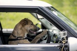 Can a Dog Really Drive a Car? Fact vs. Fiction | My Caring Dog – Tips, Stories, and Care Guides for Loving Pet Owners