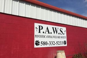 Paws Ada: Best Car Accessories for Dogs | My Caring Dog – Tips, Stories, and Care Guides for Loving Pet Owners