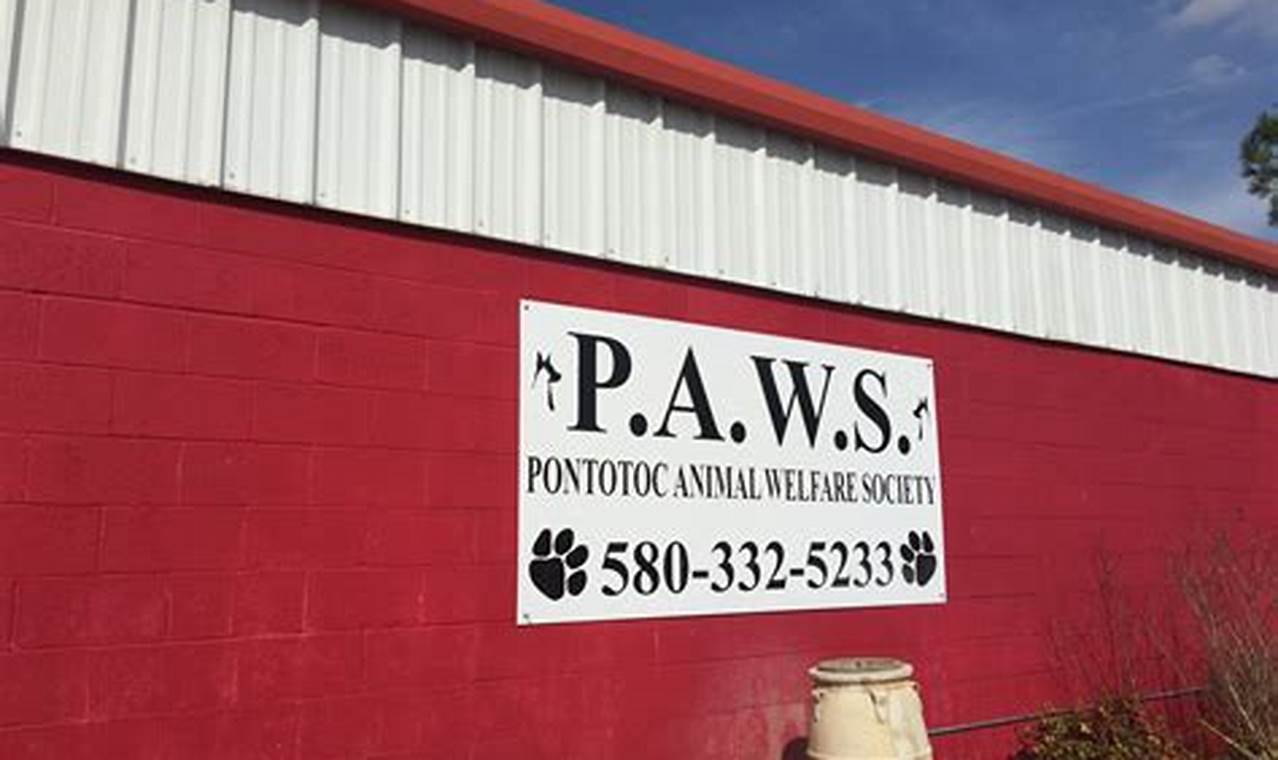 Paws Ada: Best Car Accessories for Dogs | My Caring Dog – Tips, Stories, and Care Guides for Loving Pet Owners