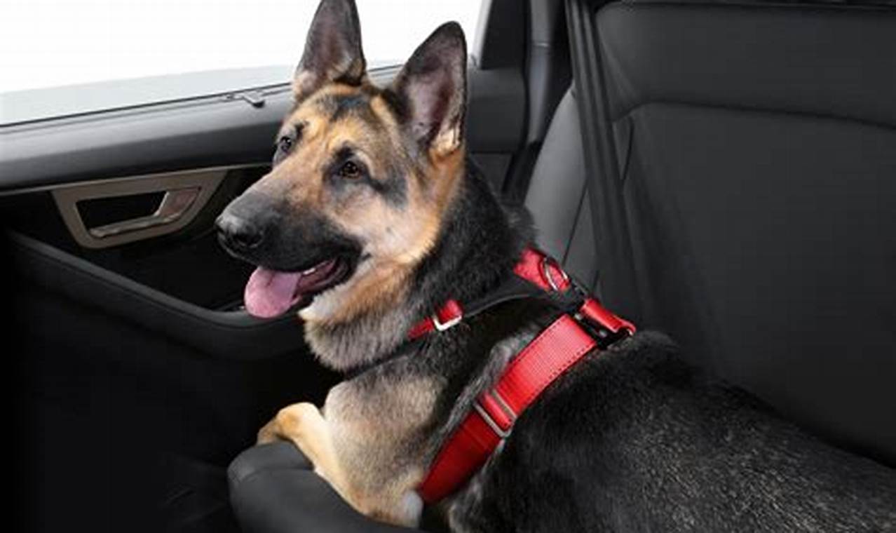Best Dog Car Harness XL for Safe Travels | My Caring Dog – Tips, Stories, and Care Guides for Loving Pet Owners