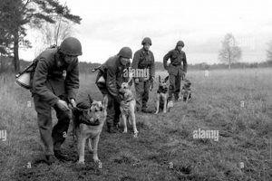 Best Car Accessories for General Dogs | My Caring Dog – Tips, Stories, and Care Guides for Loving Pet Owners