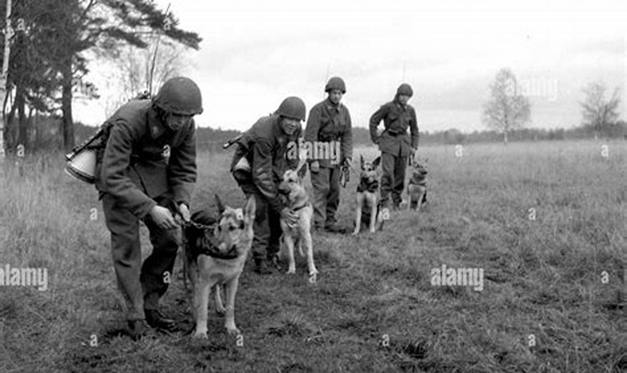 Best Car Accessories for General Dogs | My Caring Dog – Tips, Stories, and Care Guides for Loving Pet Owners