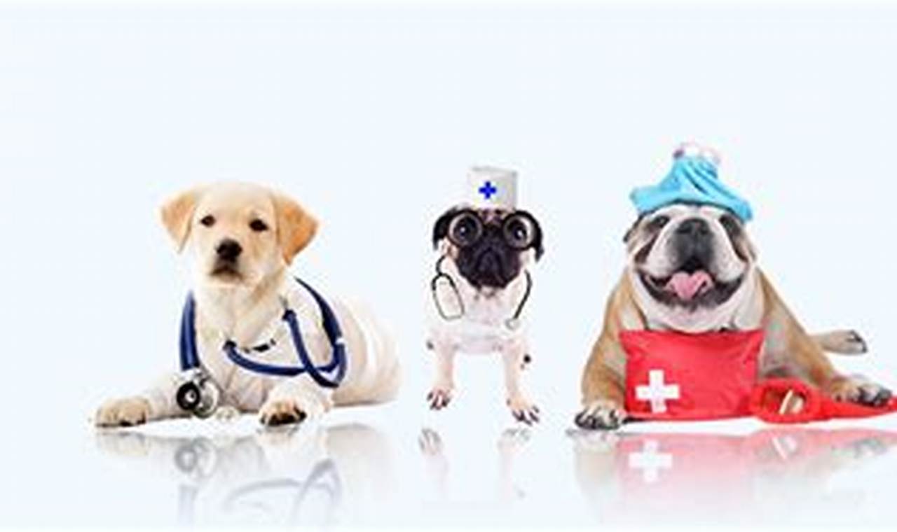 Car Dog Health: Essential Care Tips | My Caring Dog – Tips, Stories, and Care Guides for Loving Pet Owners