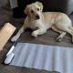 Best Dog Care Training Mats for Housebreaking | My Caring Dog – Tips, Stories, and Care Guides for Loving Pet Owners