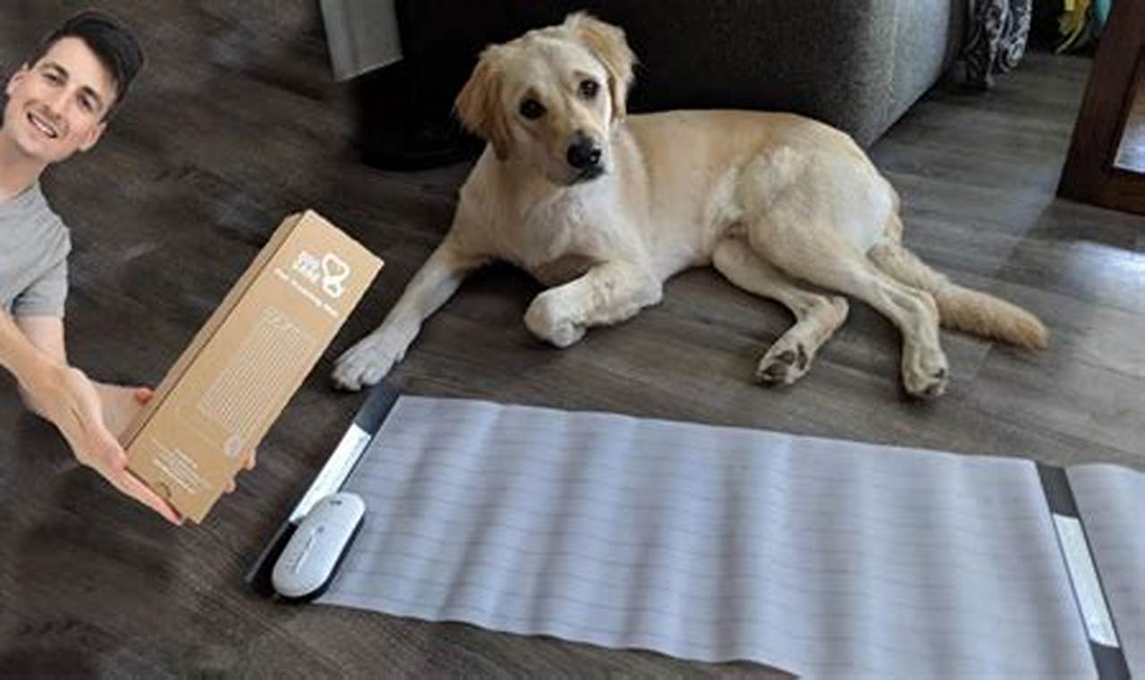 Best Dog Care Training Mats for Housebreaking | My Caring Dog – Tips, Stories, and Care Guides for Loving Pet Owners