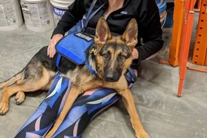 Top Medical Help Dogs for Car Travel | My Caring Dog – Tips, Stories, and Care Guides for Loving Pet Owners