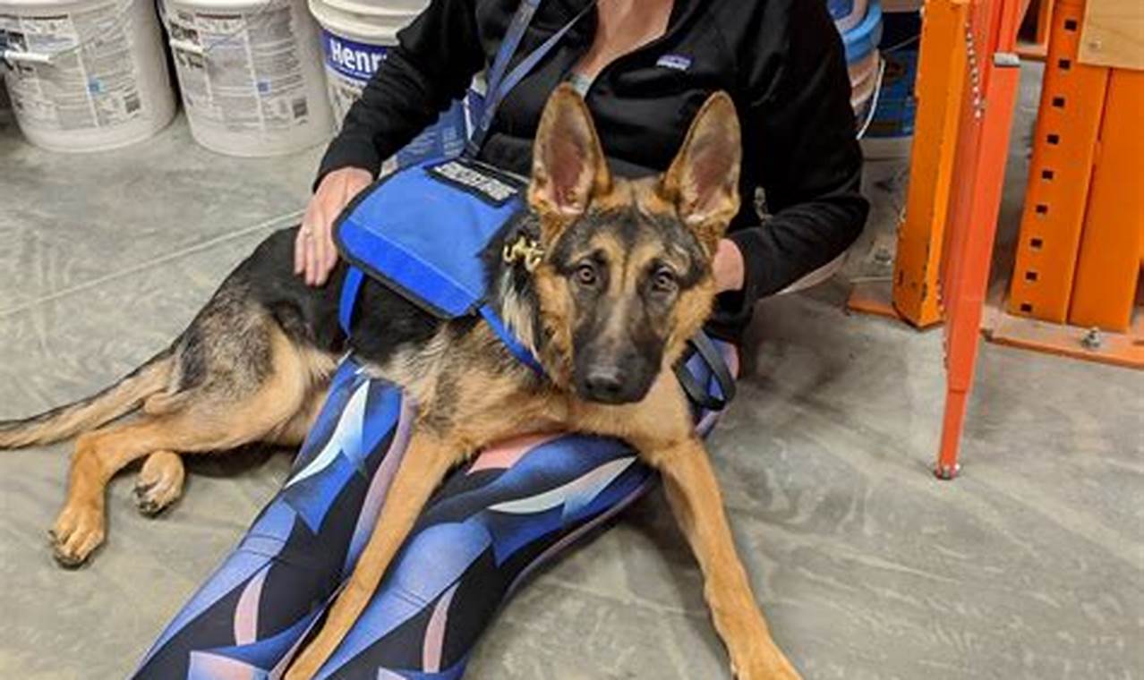 Top Medical Help Dogs for Car Travel | My Caring Dog – Tips, Stories, and Care Guides for Loving Pet Owners