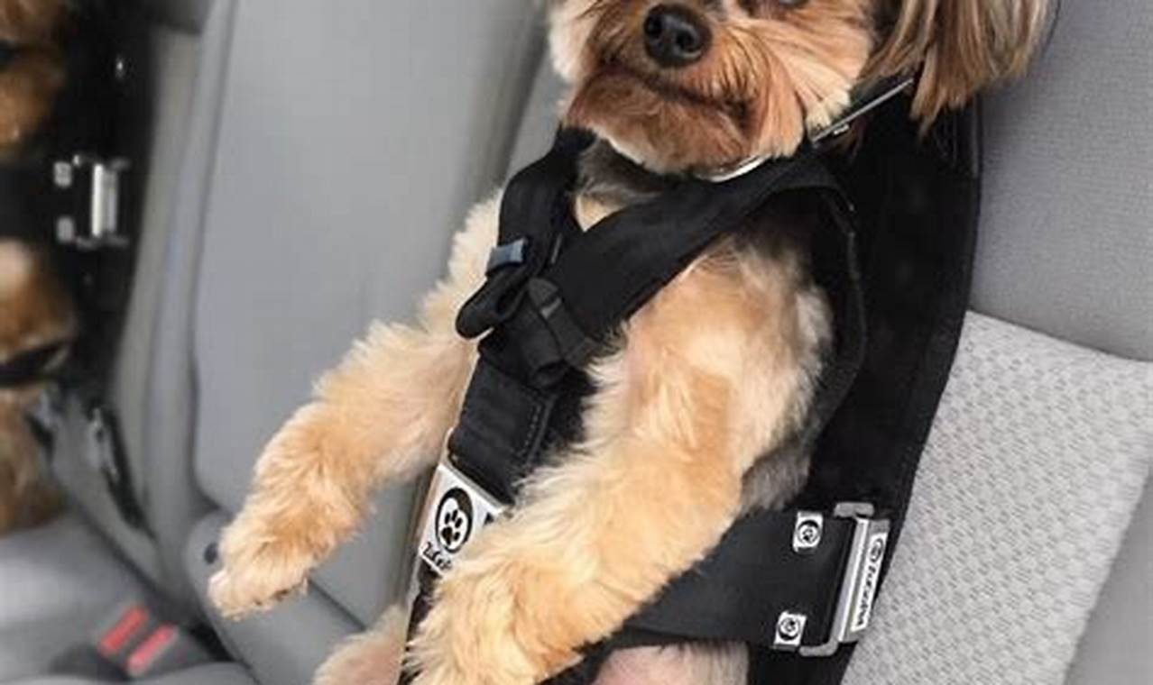 Best Dog Car Seats with Seat Belts for Safe Travel | My Caring Dog – Tips, Stories, and Care Guides for Loving Pet Owners