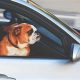 The Truth About Dogs & Car Windows | My Caring Dog – Tips, Stories, and Care Guides for Loving Pet Owners