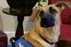 Best Service Dog Training in Pittsburgh PA | My Caring Dog – Tips, Stories, and Care Guides for Loving Pet Owners