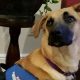 Best Service Dog Training in Pittsburgh PA | My Caring Dog – Tips, Stories, and Care Guides for Loving Pet Owners