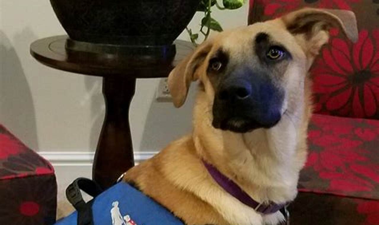 Best Service Dog Training in Pittsburgh PA | My Caring Dog – Tips, Stories, and Care Guides for Loving Pet Owners