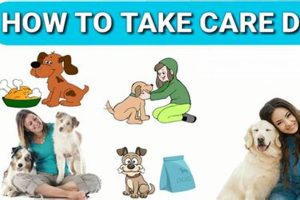 Top Dog Care Services Near Me | My Caring Dog – Tips, Stories, and Care Guides for Loving Pet Owners