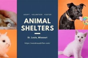 Best St Louis Animal Shelters: Adopt a Car Dog | My Caring Dog – Tips, Stories, and Care Guides for Loving Pet Owners