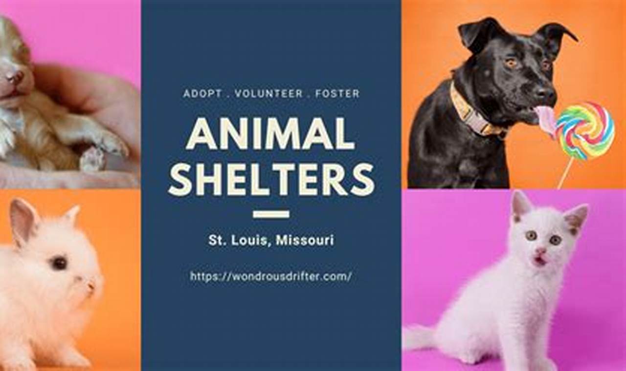 Best St Louis Animal Shelters: Adopt a Car Dog | My Caring Dog – Tips, Stories, and Care Guides for Loving Pet Owners