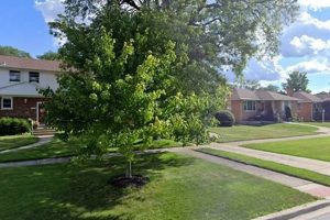 Best Cook County Animal Rescue & Adoption | My Caring Dog – Tips, Stories, and Care Guides for Loving Pet Owners