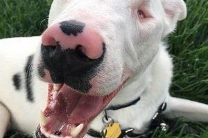 Deaf Dog Care Guide: Tips & Training My Caring Dog – Tips, Stories, and Care Guides for Loving Pet Owners Deaf Dog Care Guide: Tips & Training | My Caring Dog – Tips, Stories, and Care Guides for Loving Pet Owners